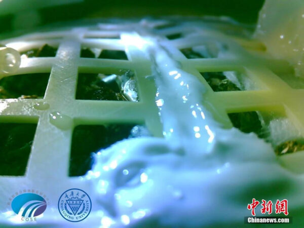 Naklíčená semena bavlníku v biosférické laboratoři přistávacího modulu mise Čchang-e 4 dne 7. ledna 2019 (zdroj Chongqing University/CNS).